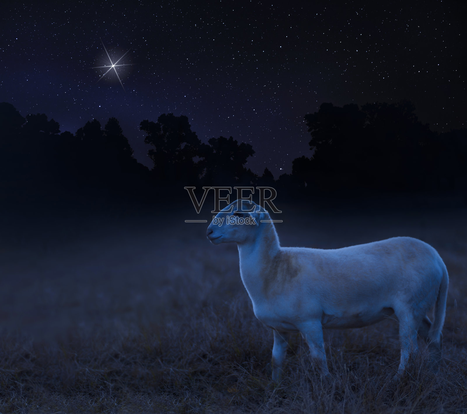 夜晚,羊群在明亮的圣诞星星下行走照片摄影图片