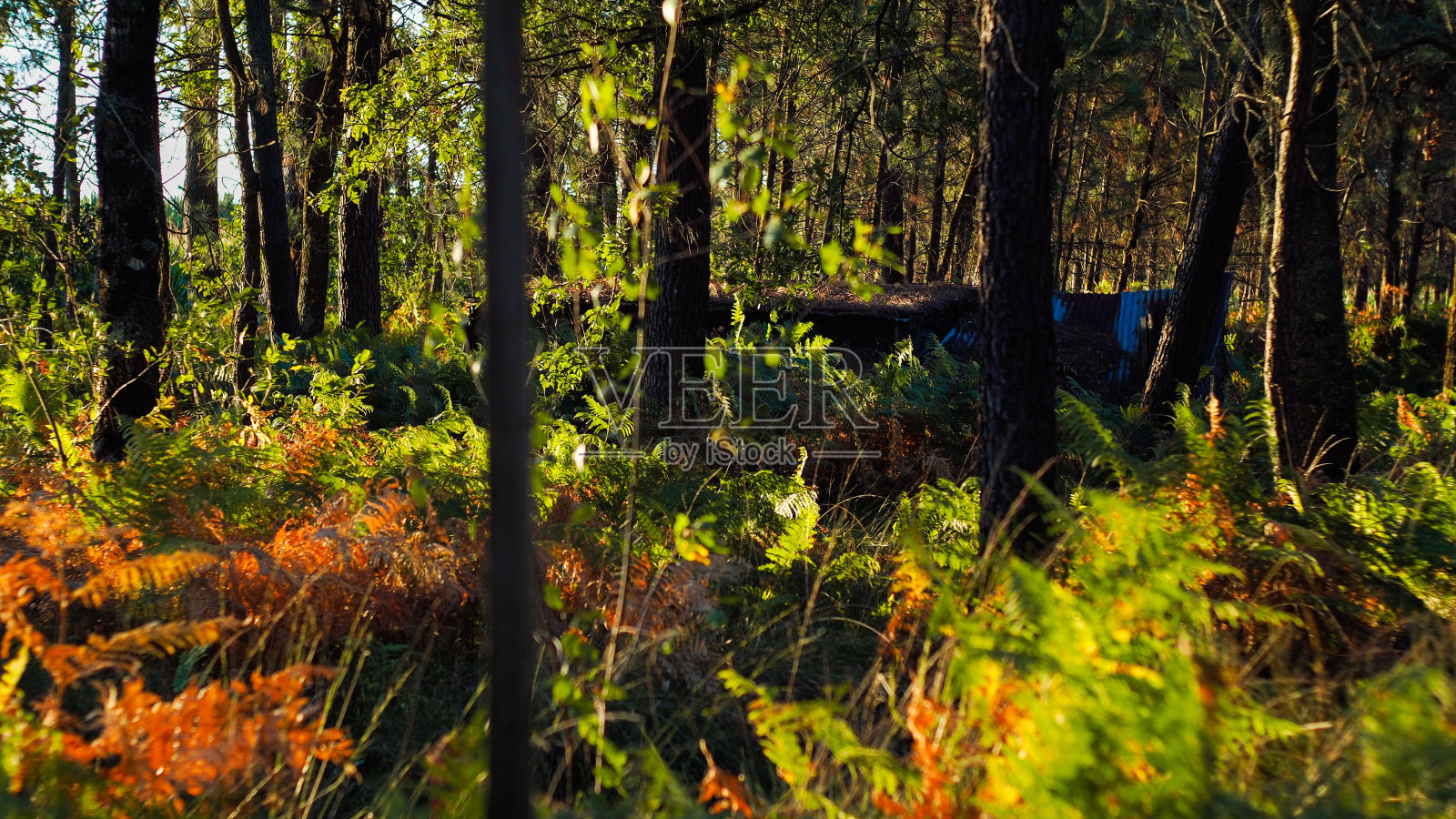 Forêt des Landes de Gascogne au grasspuscle照片摄影图片