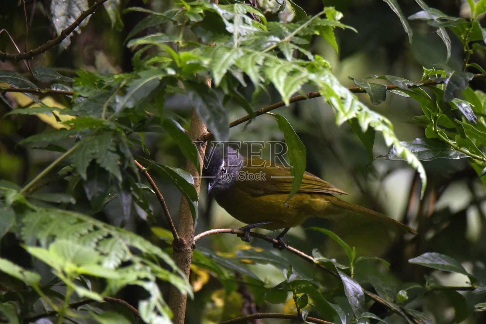 Olive-breasted Greenbul照片摄影图片