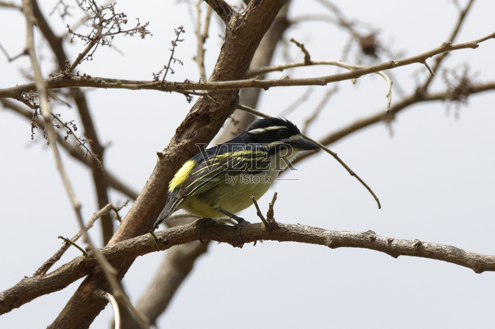 Yellow-rumped Tinkerbird照片摄影图片