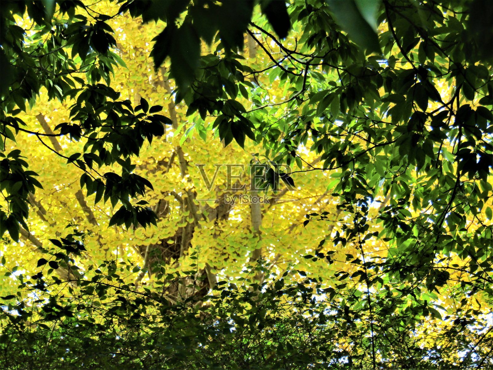 11月。金色的秋天。照片摄影图片