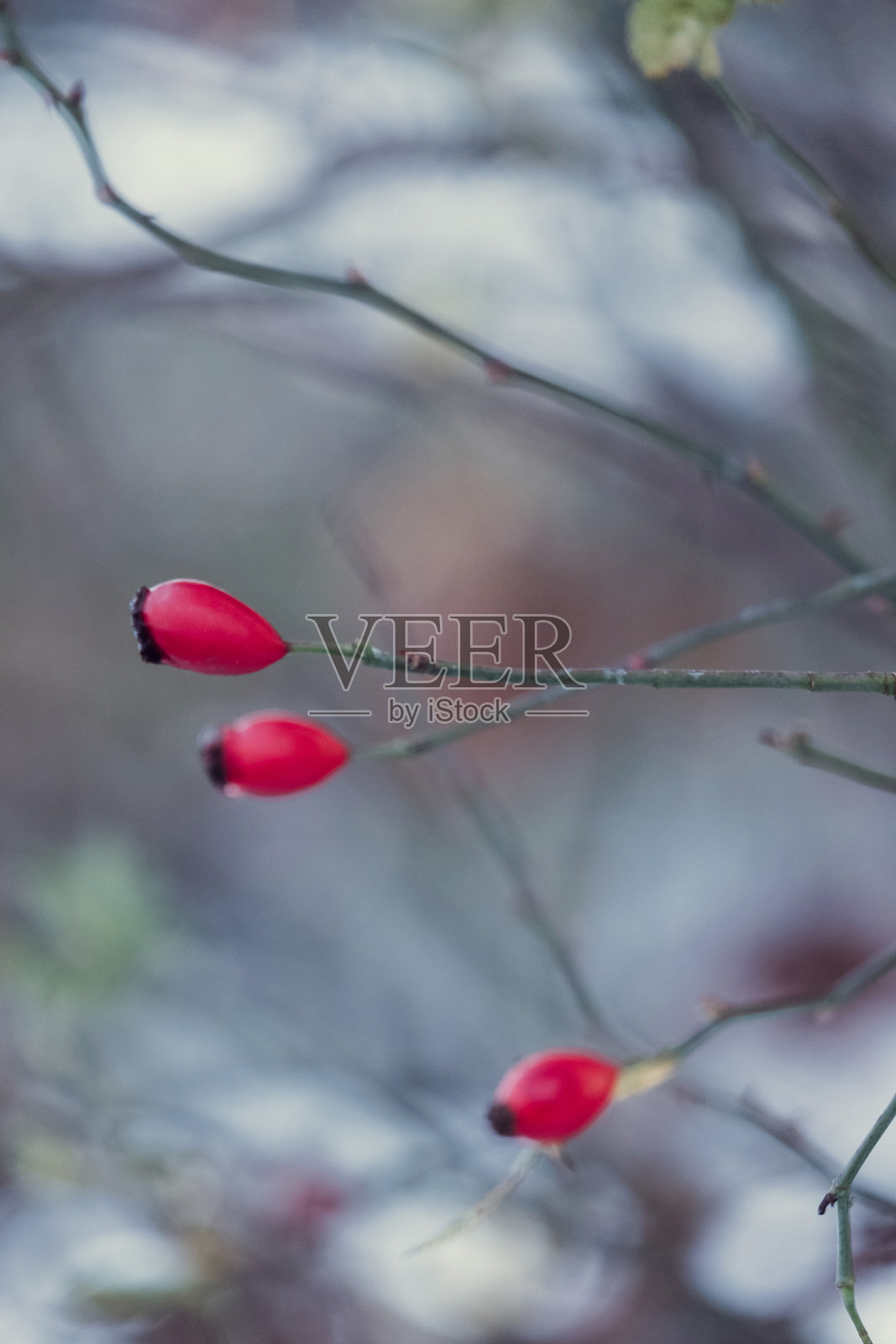 秋天光秃秃的树上的红樱子,冬天雪地里的玫瑰果。照片摄影图片