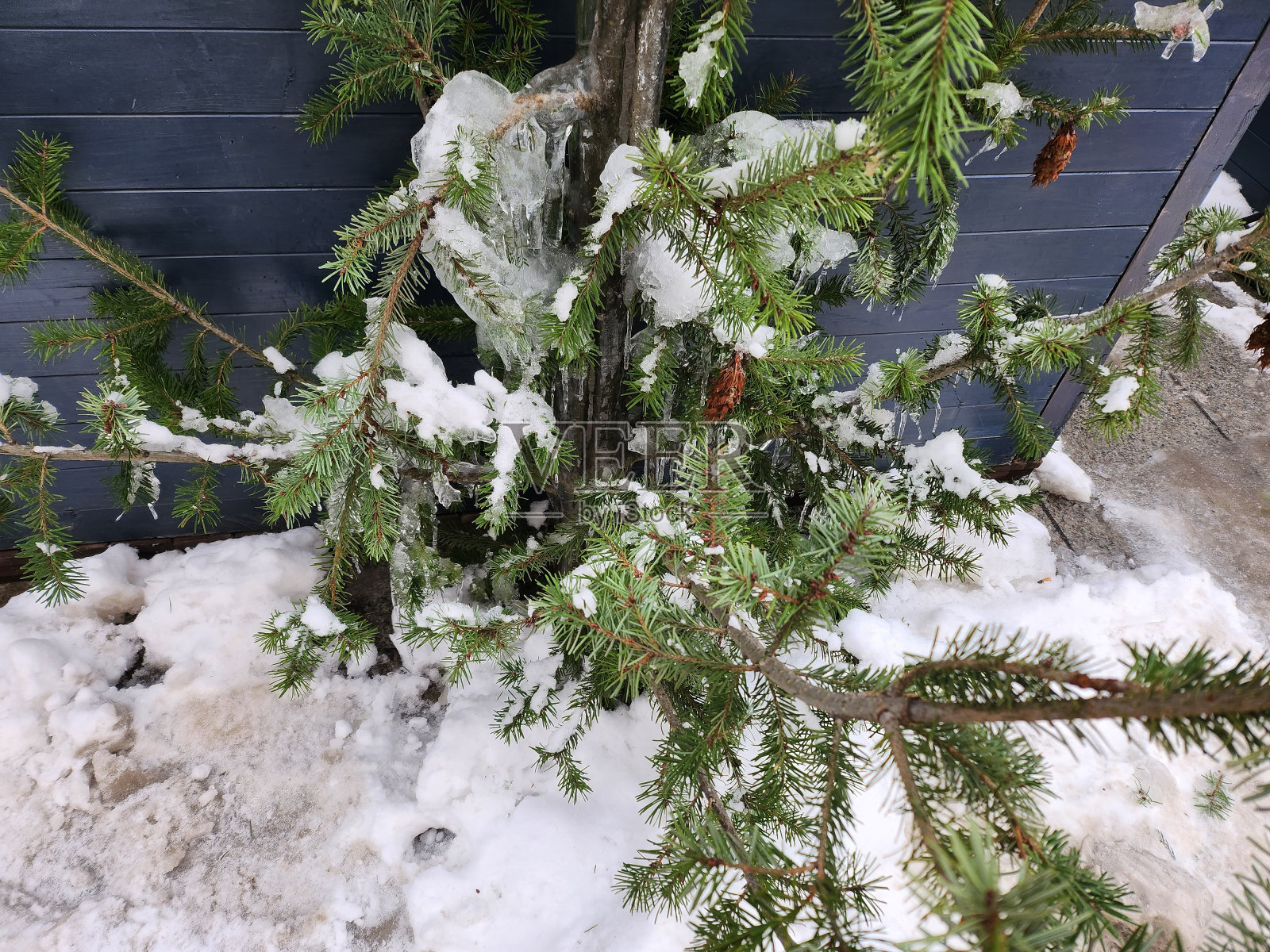 一棵冰冻的圣诞树。照片摄影图片