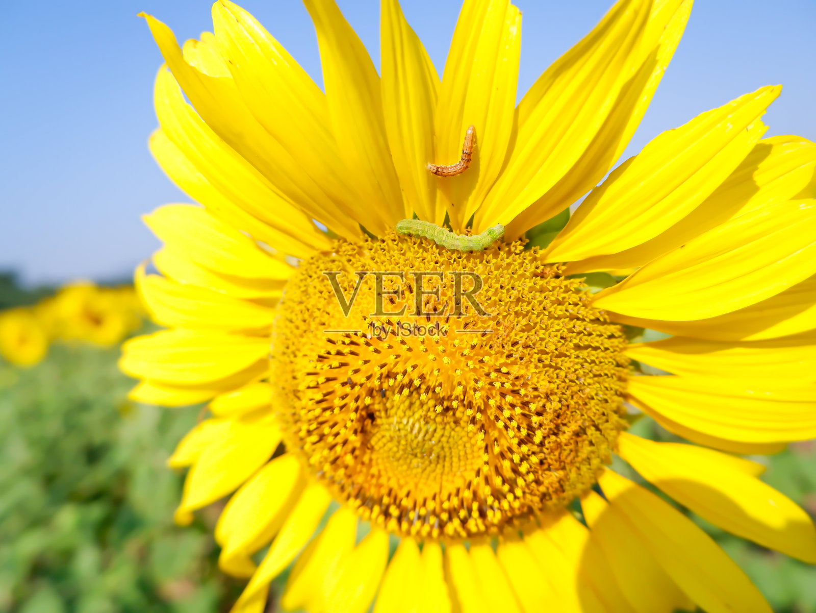 向日葵和虫子照片摄影图片