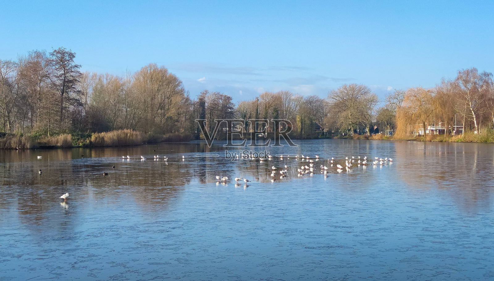 水鸟在冰湖上的一个洞周围照片摄影图片