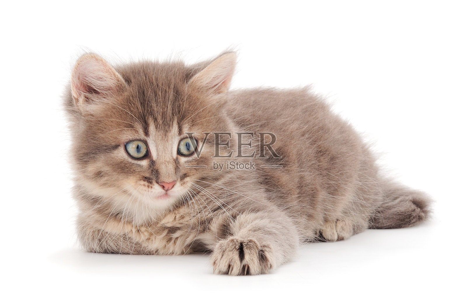 小灰猫躺着。照片摄影图片