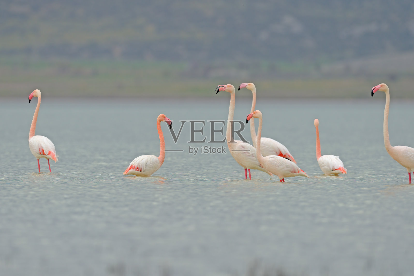 大火烈鸟(rosephoenicopterus)在湖中觅食。照片摄影图片