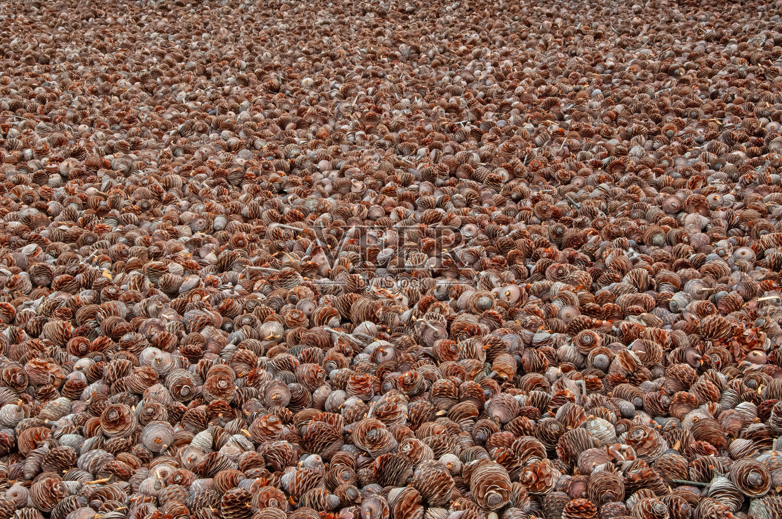 雪松球果为其种子而干燥。照片摄影图片