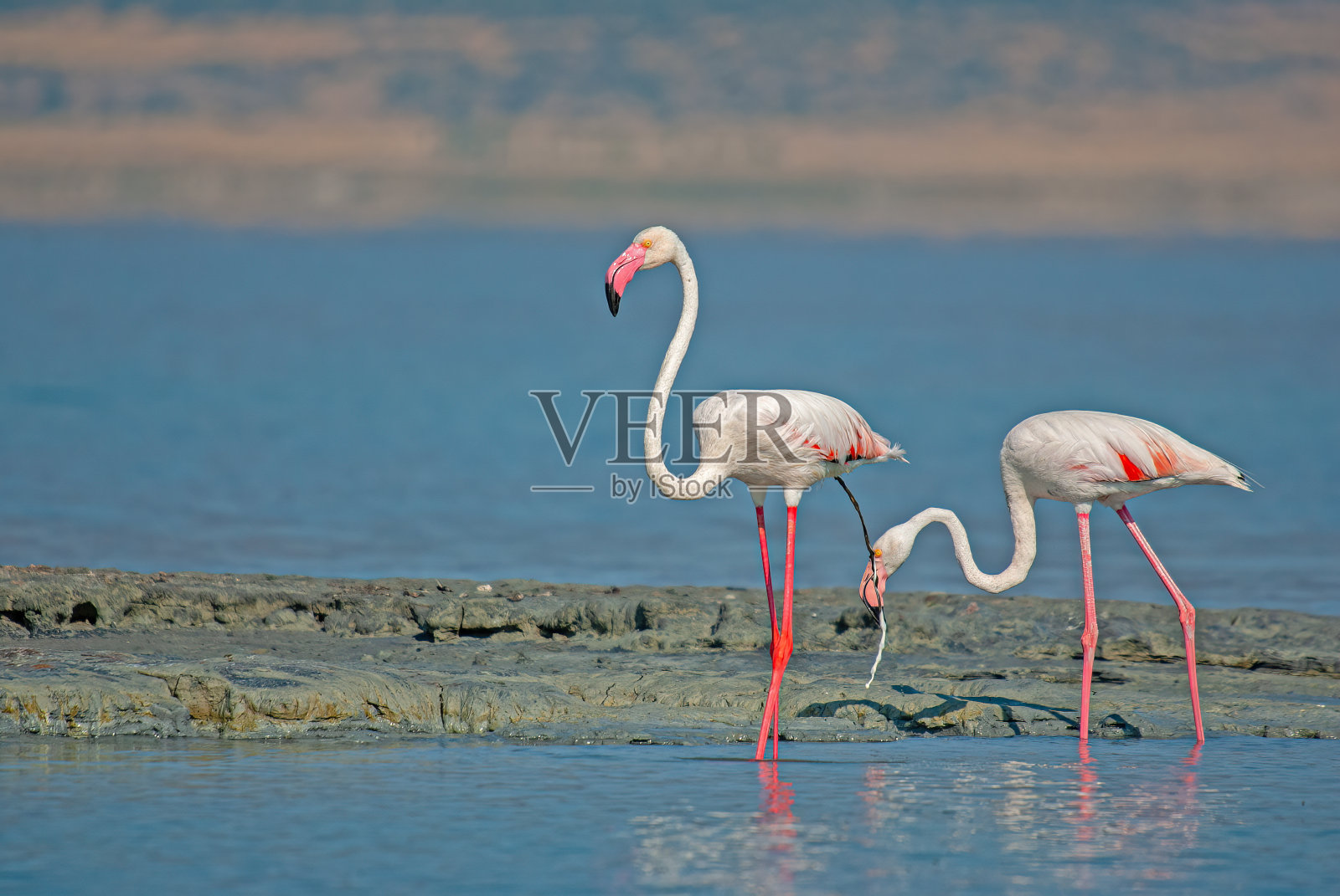 大火烈鸟(Phoenicopterus roseus)排便时刻。照片摄影图片