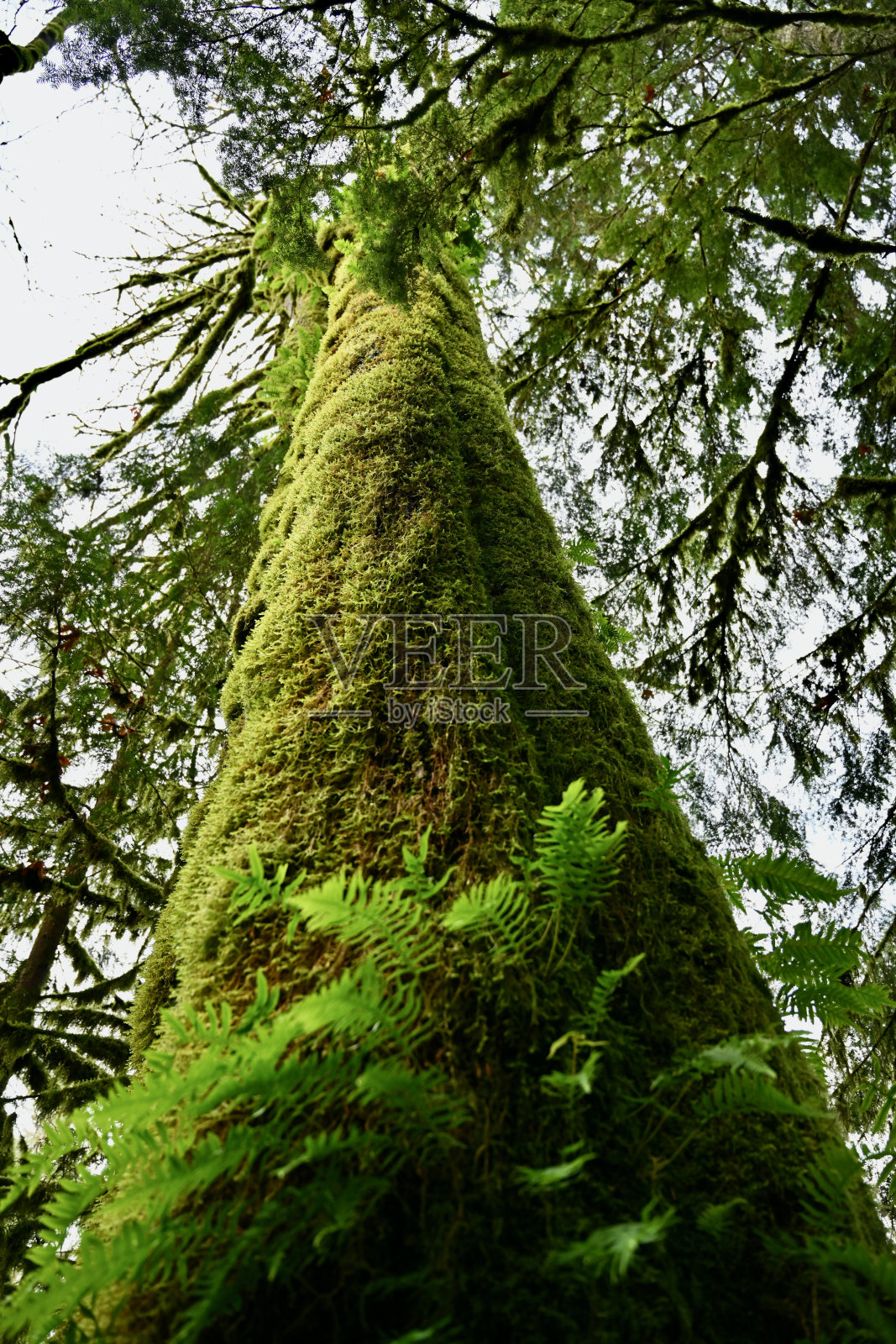 高桂林河照片摄影图片