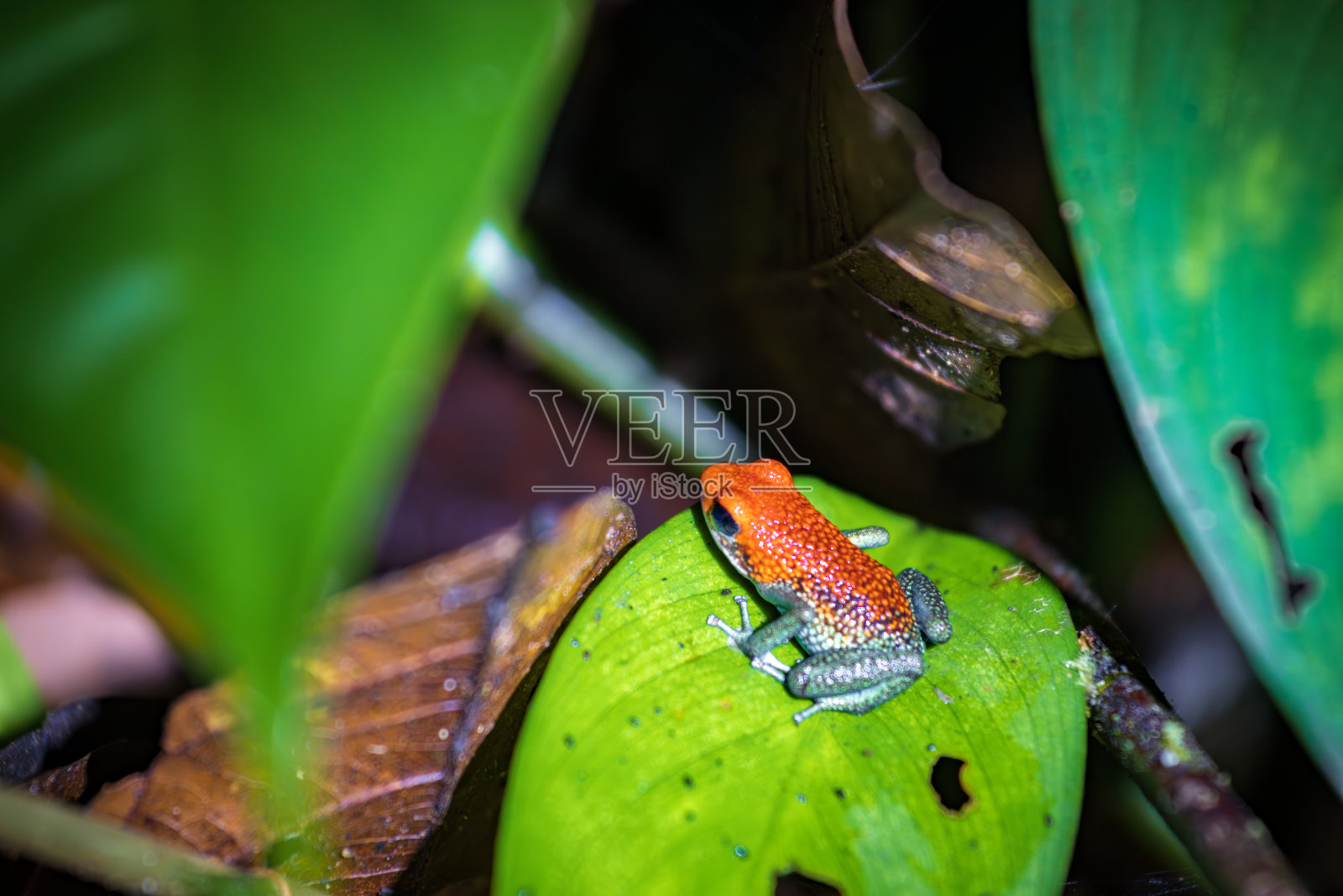 夜间德雷克湾的粒状毒镖蛙(哥斯达黎加)照片摄影图片