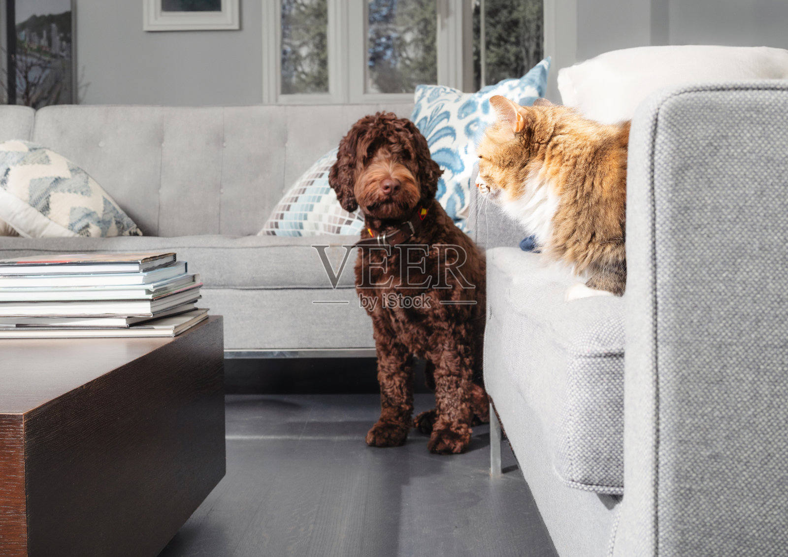 狗和猫在客厅小心翼翼地互动。照片摄影图片