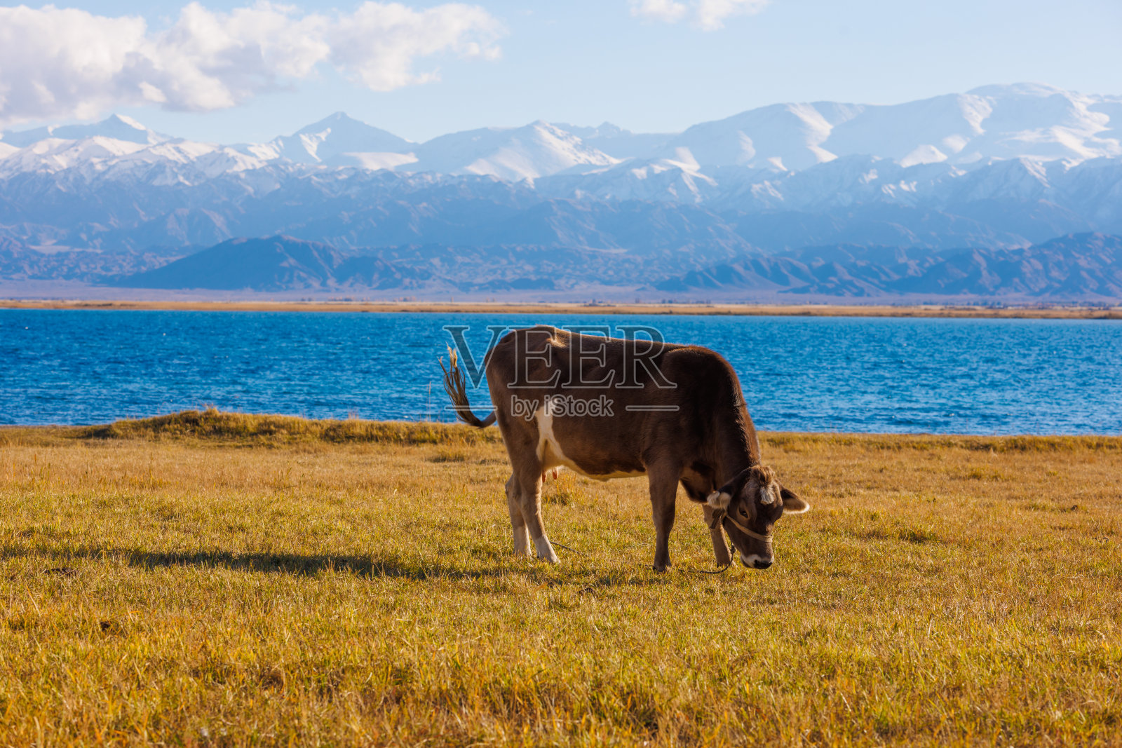 阳光明媚的秋日午后,在山湖边吃草的奶牛照片摄影图片