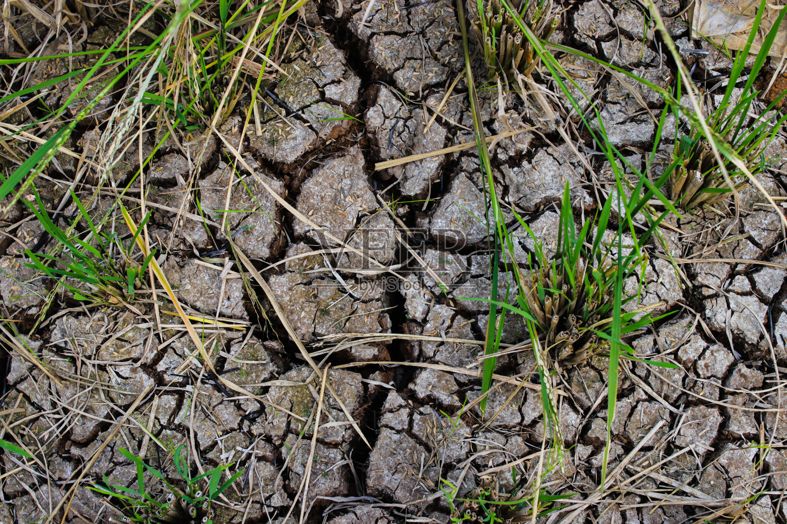 旱季水田干裂照片摄影图片