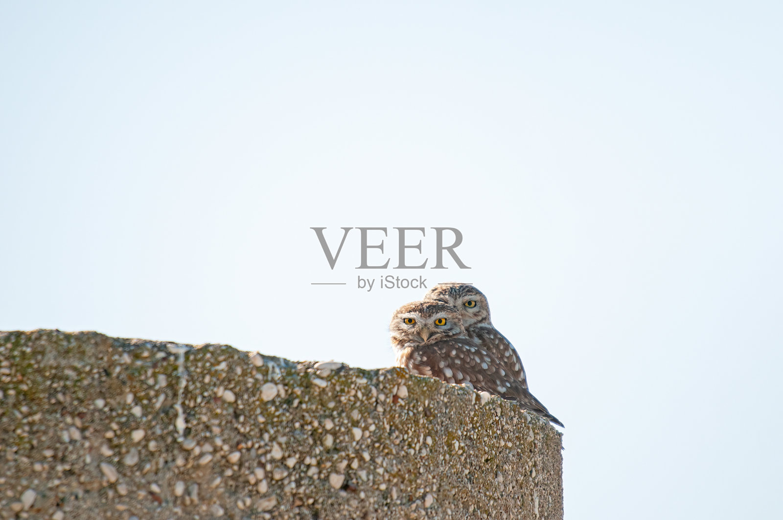 石头上的一对小猫头鹰。照片摄影图片