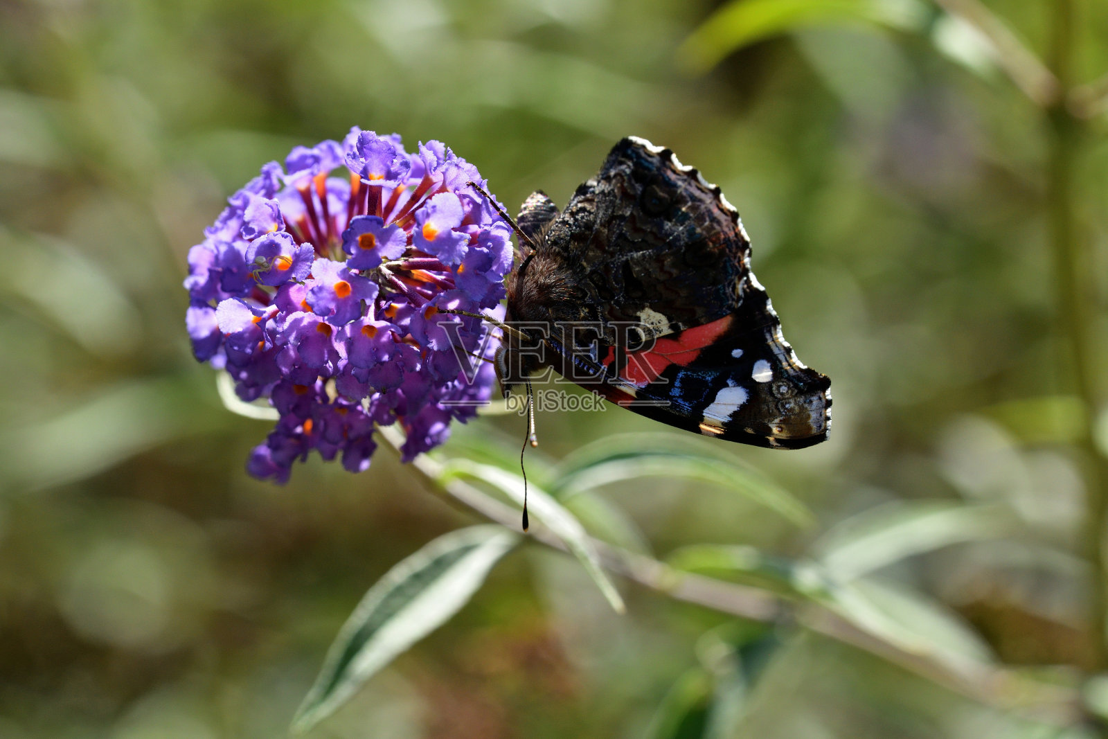 欧洲孔雀蝴蝶在满是五颜六色花朵的草地上飞翔照片摄影图片
