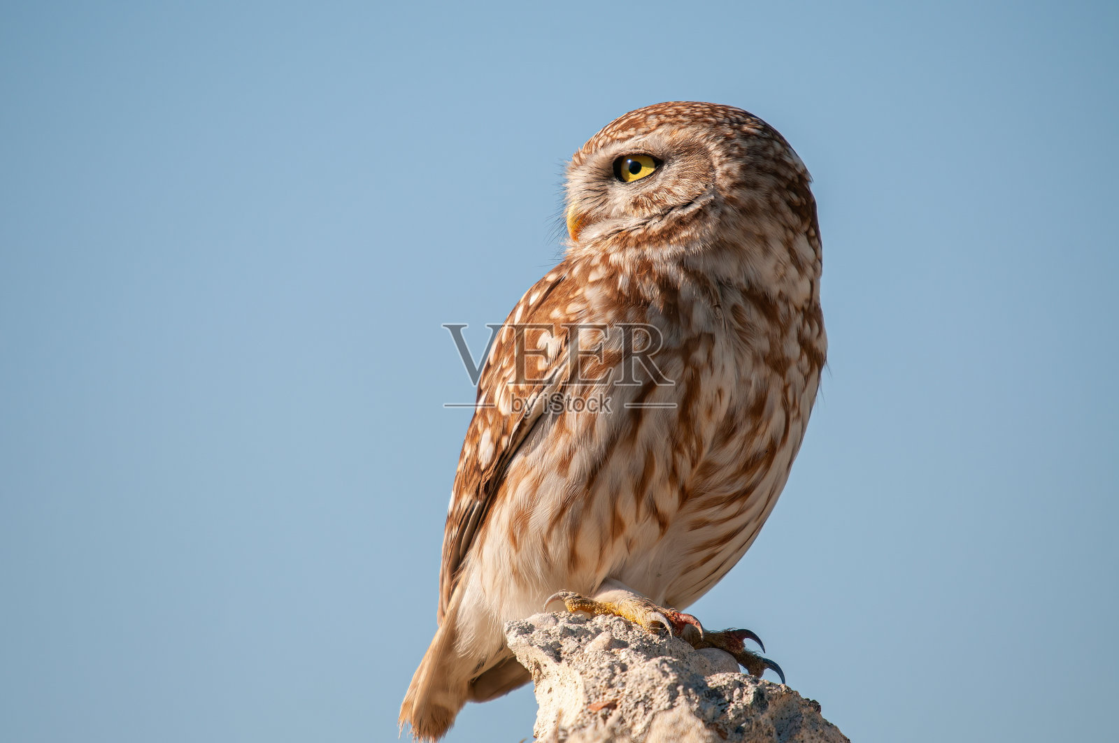 小猫头鹰(Athene noctua)在石头上。照片摄影图片