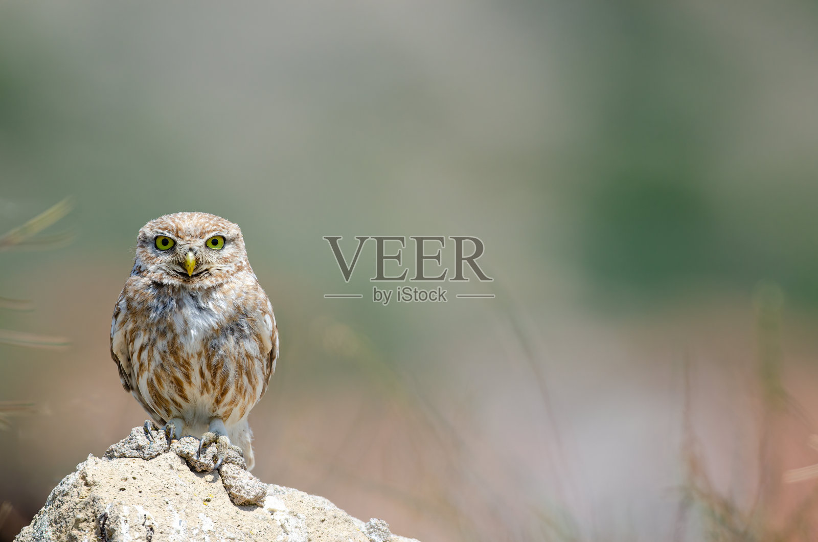 小猫头鹰(Athene noctua)在石头上。照片摄影图片