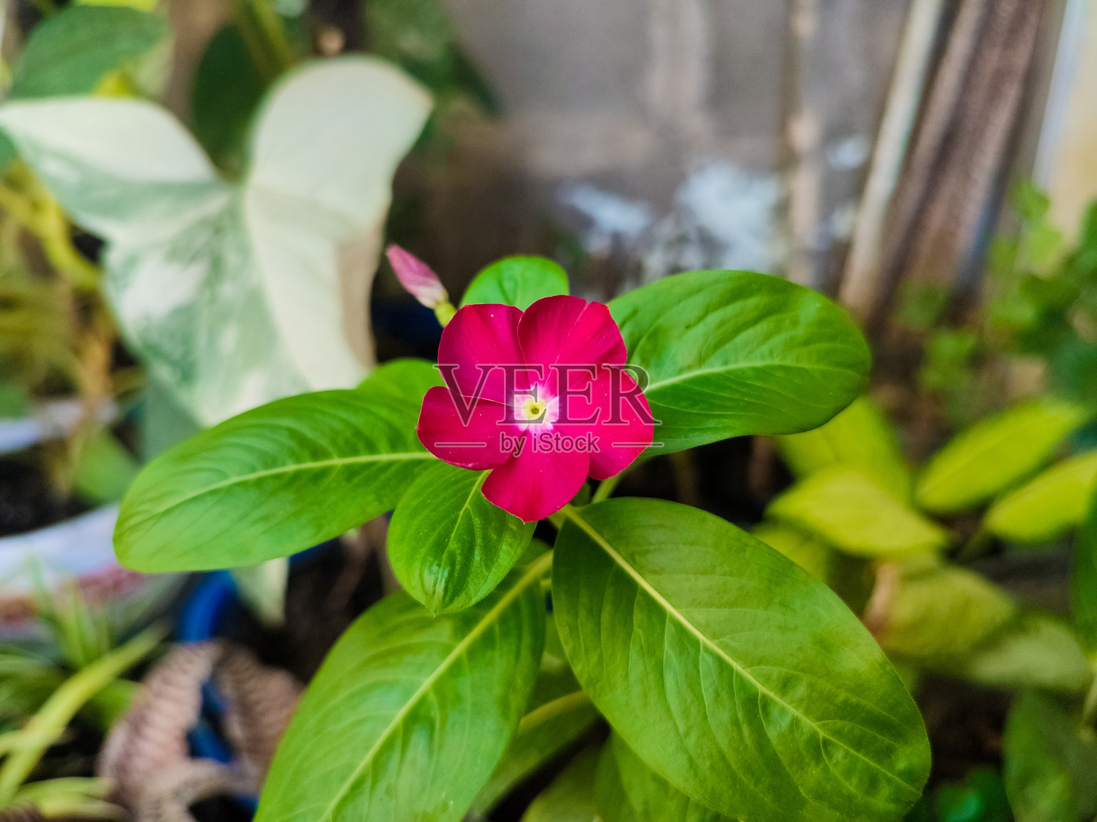 矮玫瑰长春花照片摄影图片