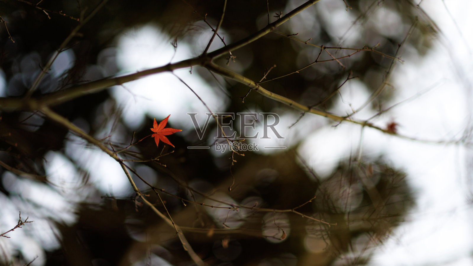 秋天的落叶照片摄影图片