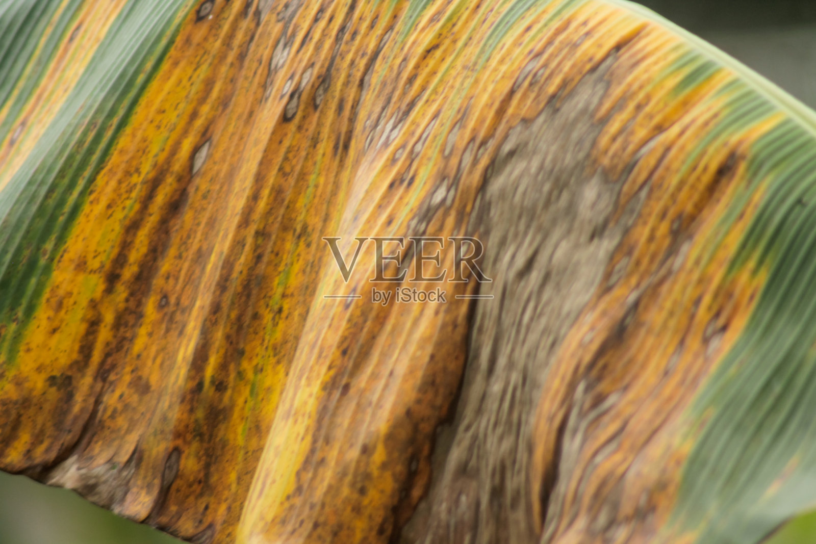 干香蕉叶在树上照片摄影图片