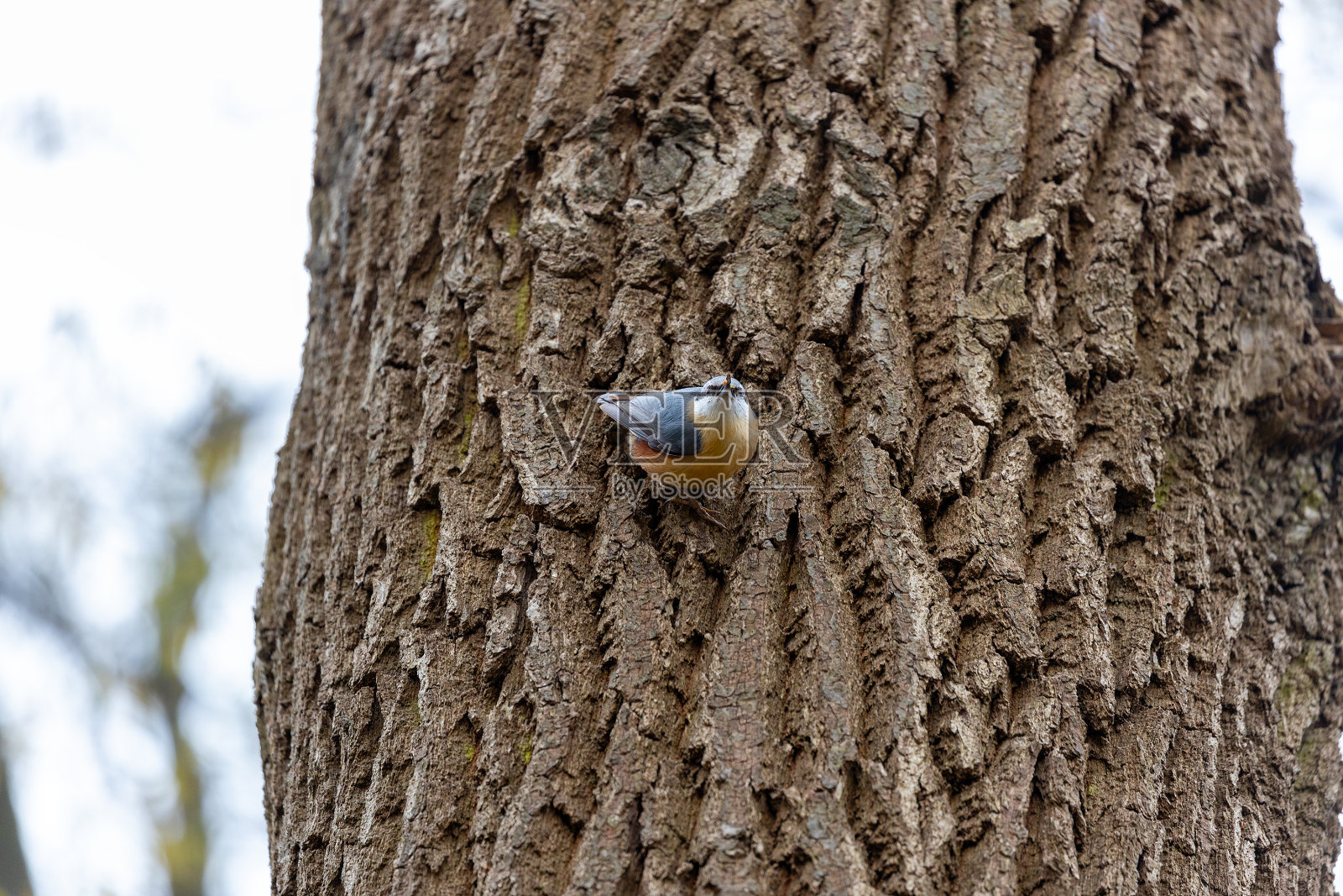 欧亚胡桃草(Sitta europaea)照片摄影图片