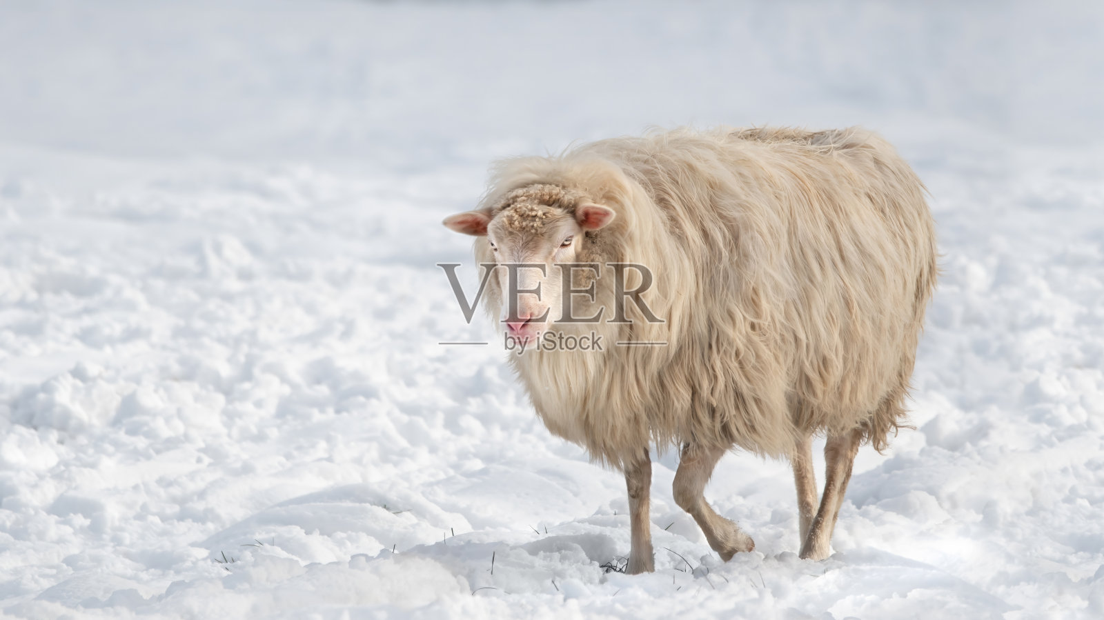 雪中的羊照片摄影图片