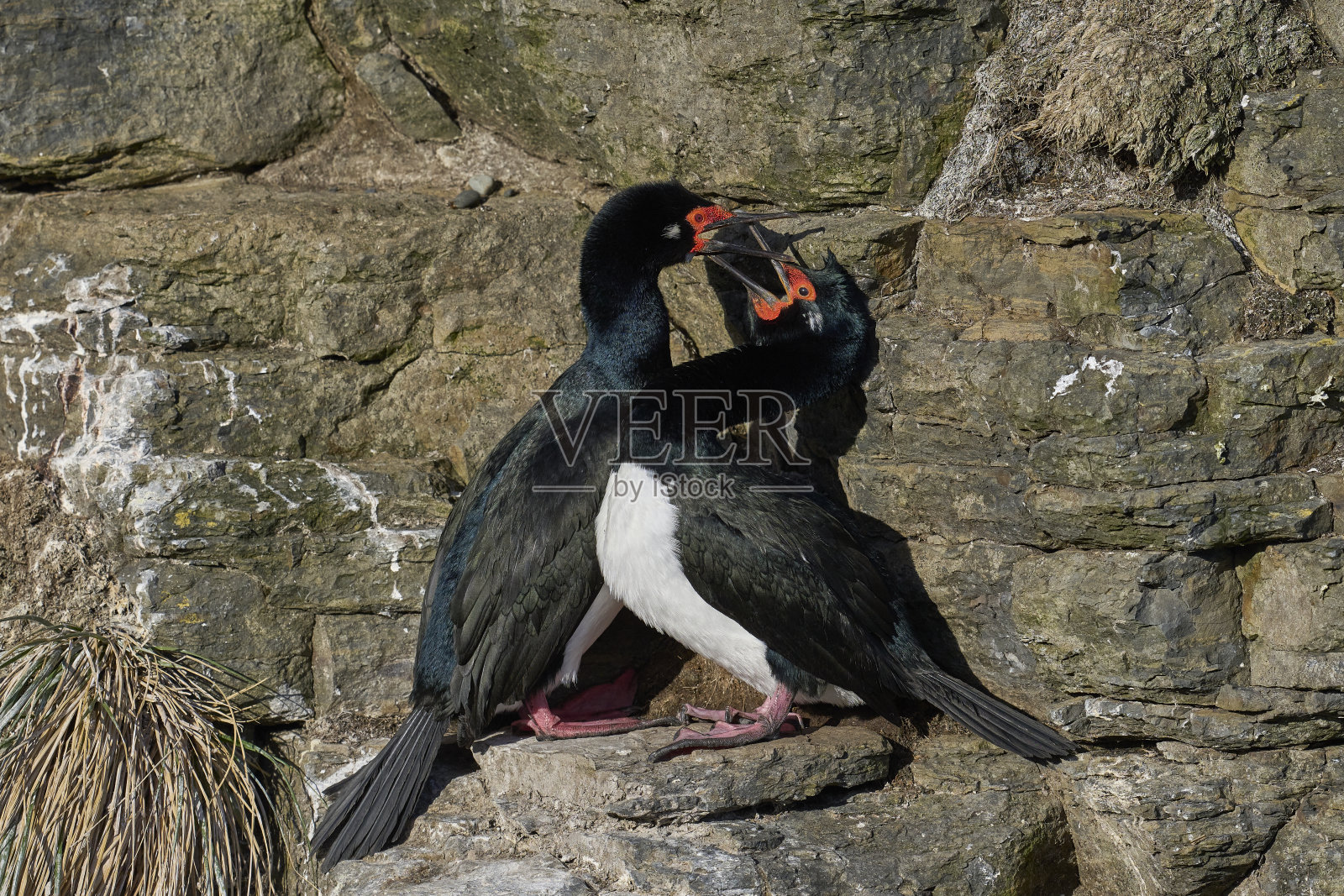岩石蓬松照片摄影图片