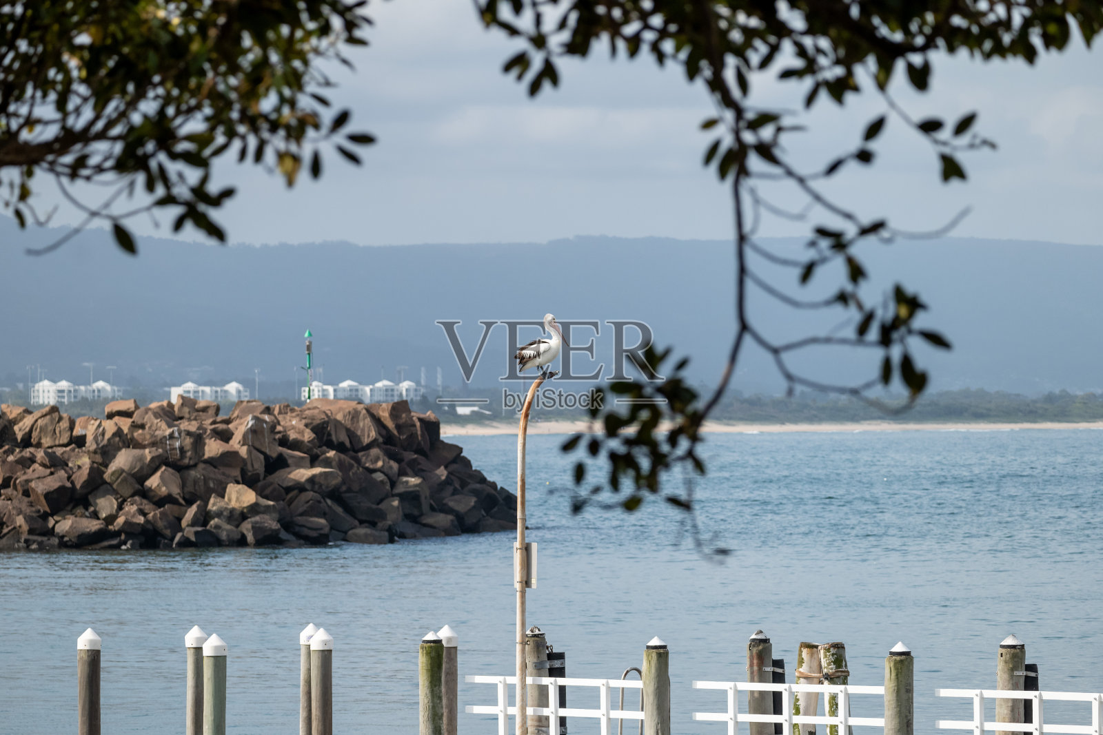 野生鹈鹕站在海边的灯柱上照片摄影图片