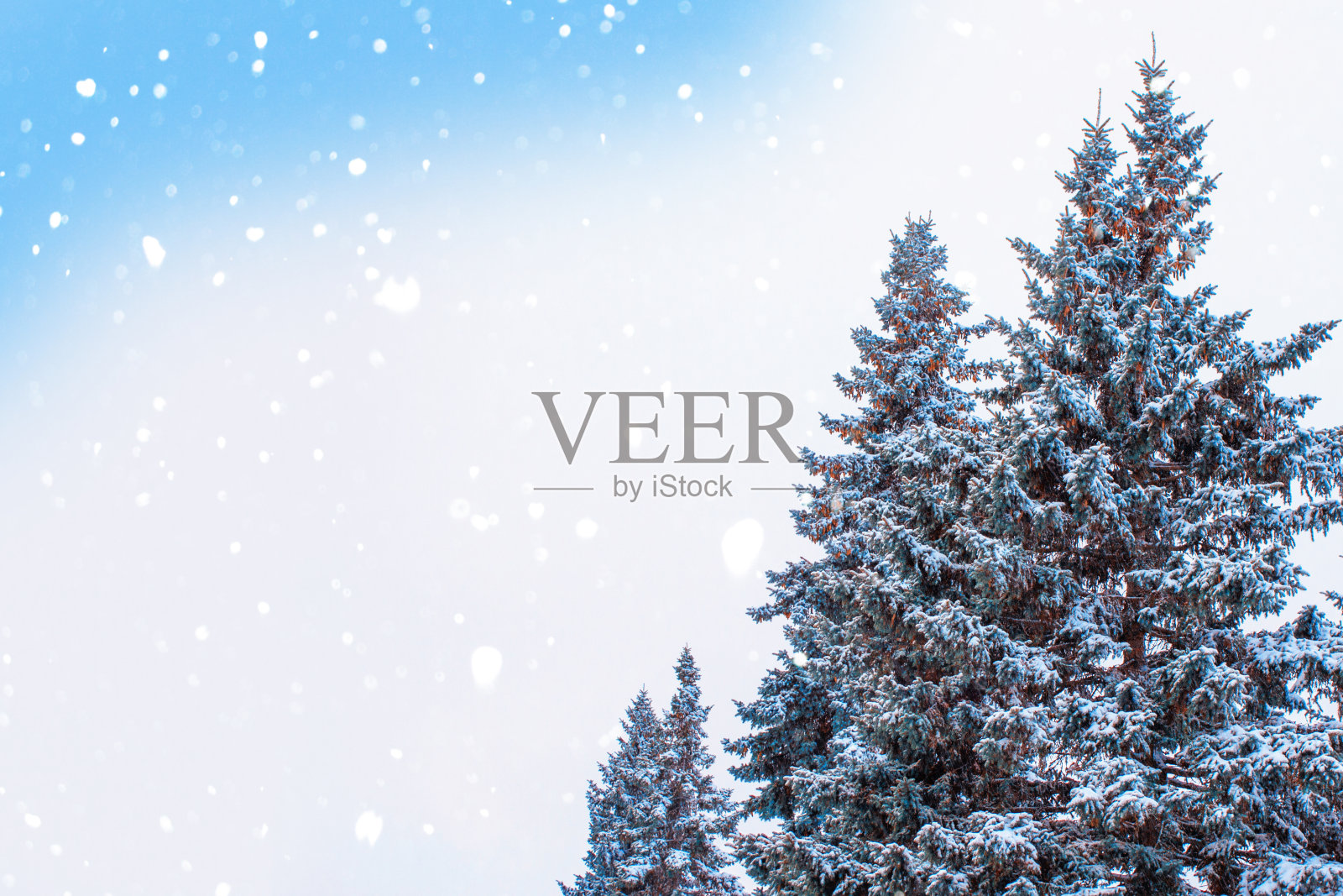 景观。冰冻的冬季森林,树木被雪覆盖。照片摄影图片