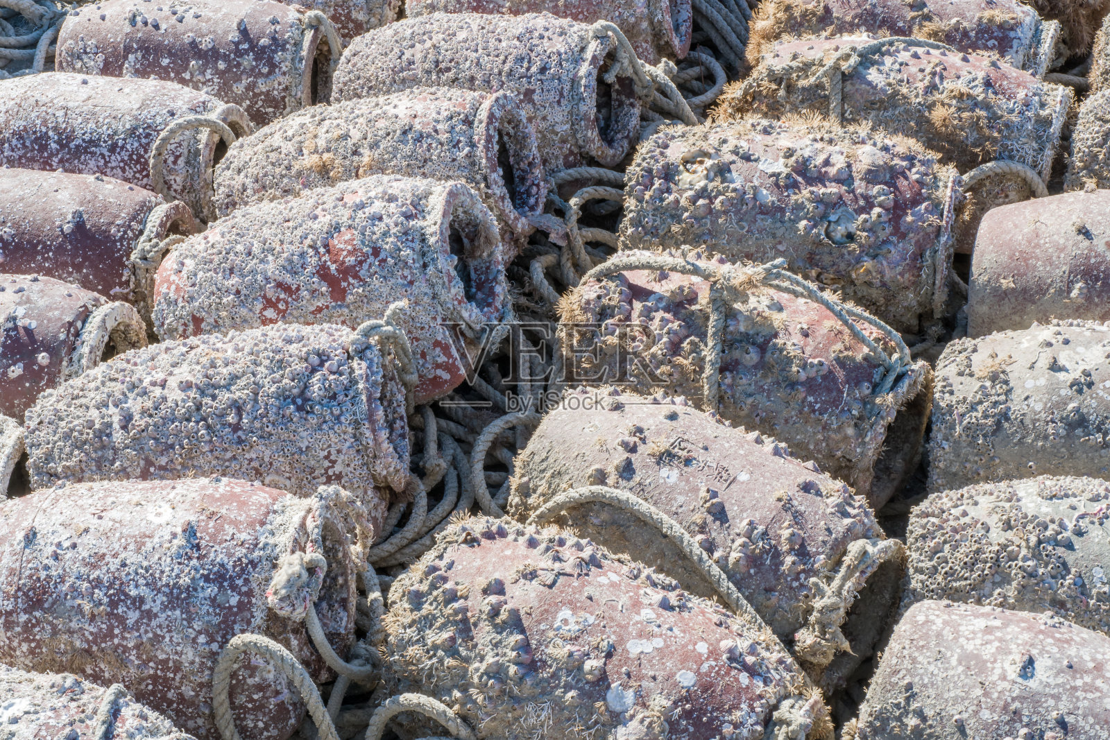 章鱼的陷阱。照片摄影图片