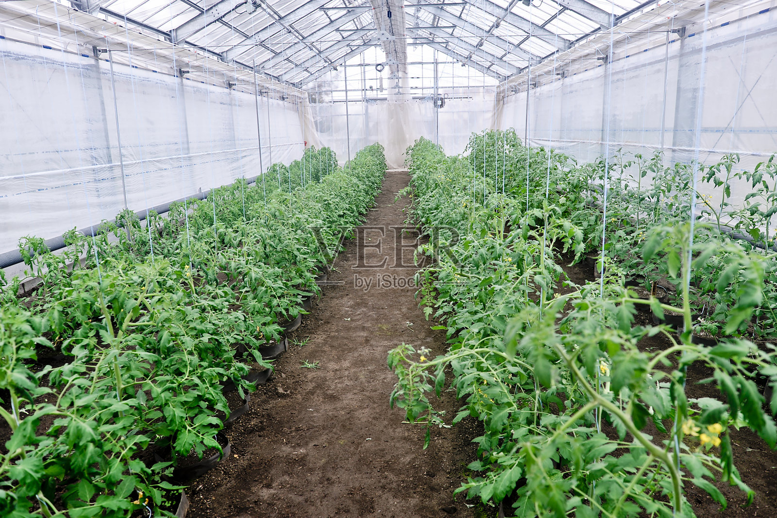 蔬菜栽培照片摄影图片