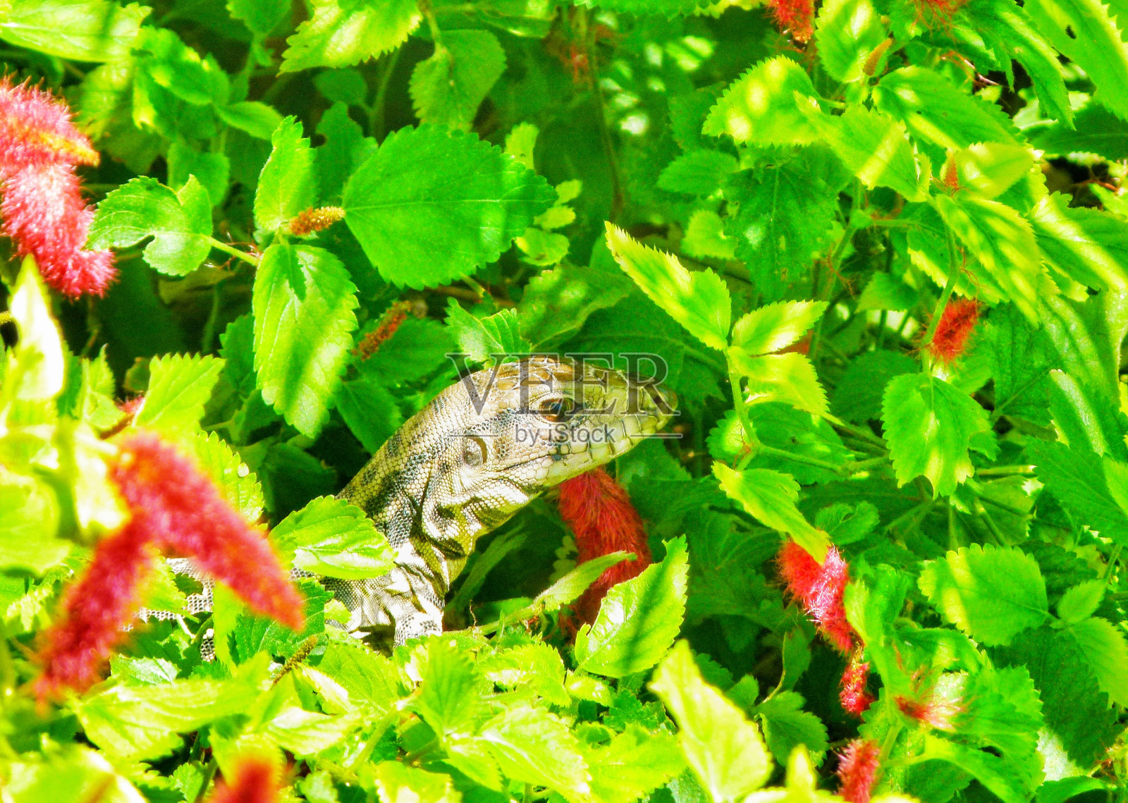 蜥蜴的婴儿照片摄影图片