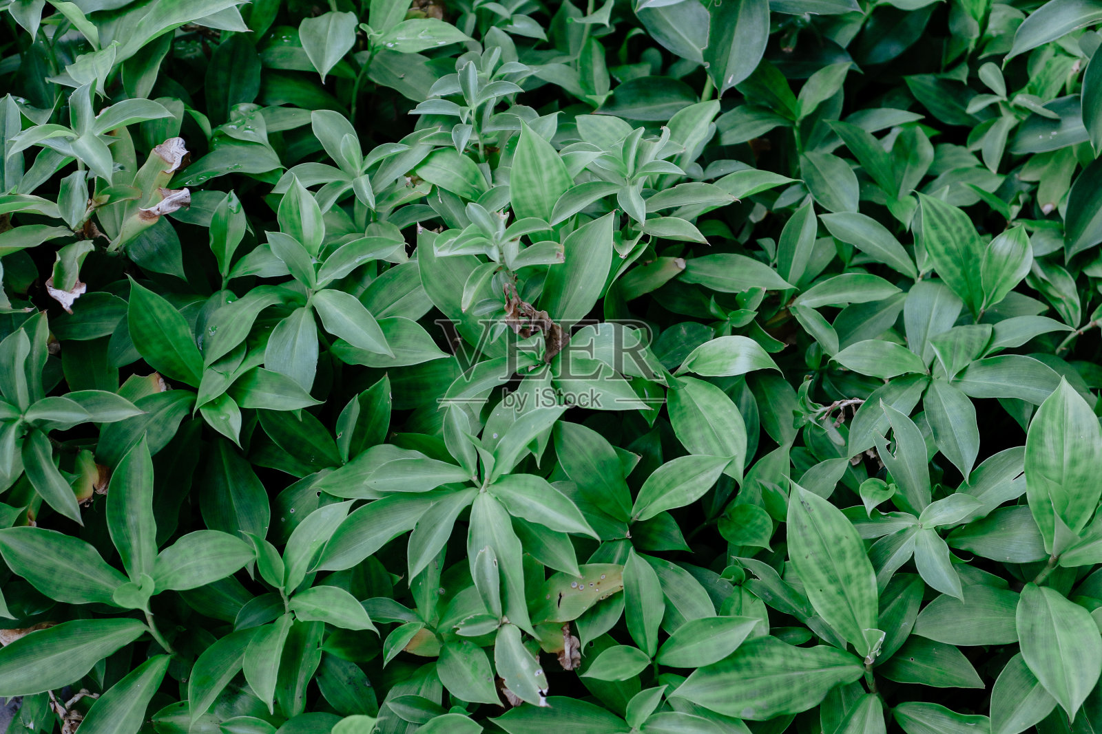 绿色的叶子照片摄影图片