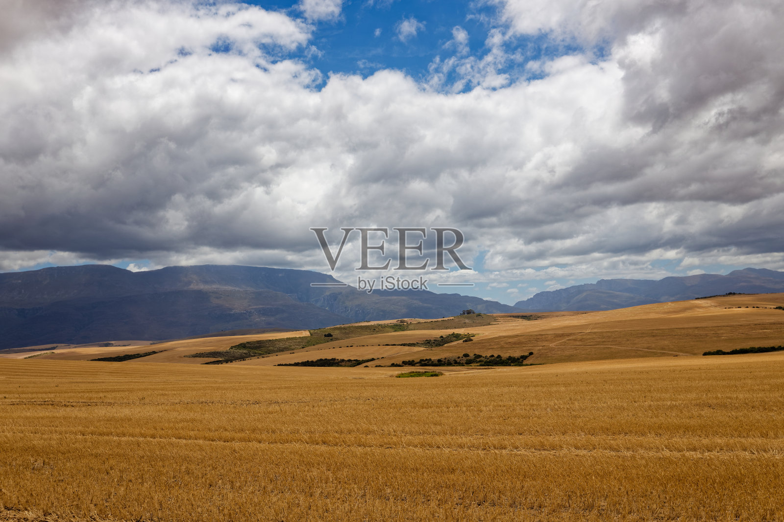 在南非的西开普省,多云的天空和连绵起伏的丘陵俯瞰着凌乱的谷物田。照片摄影图片