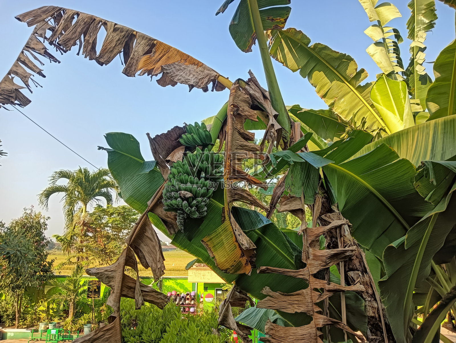 印度尼西亚的热带气候非常适合香蕉树的广泛生长。照片摄影图片