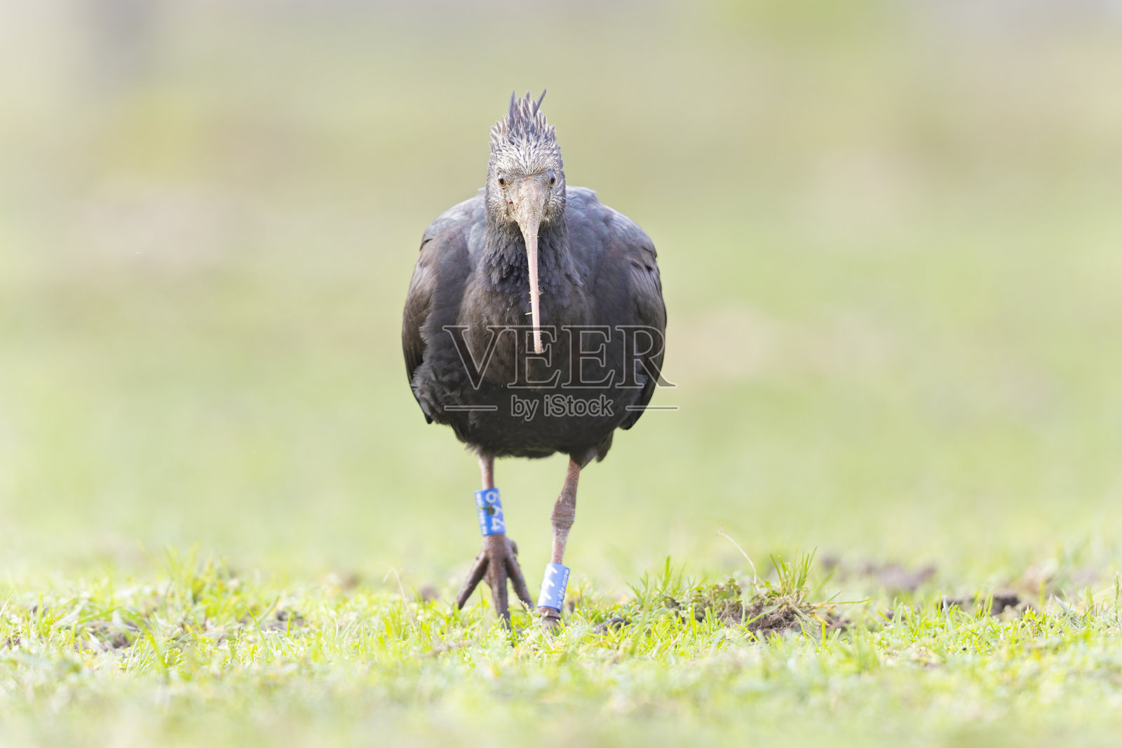 一只野生的北方秃朱鹭在草地上散步。照片摄影图片