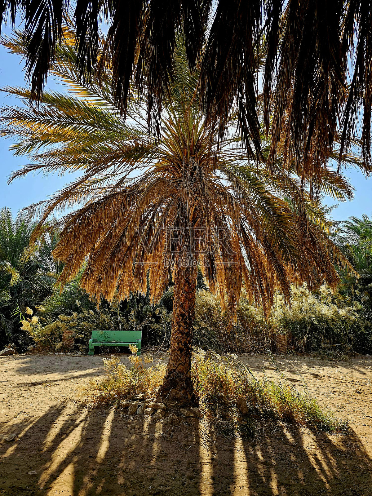 棕榈树和绿色长椅照片摄影图片