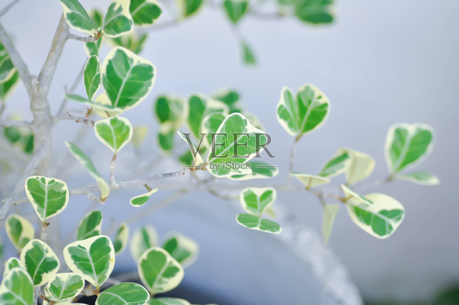 三角榕照片摄影图片