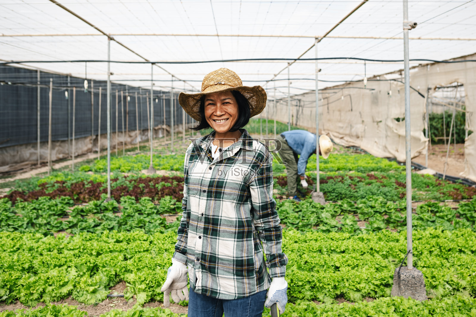快乐的东南亚妇女在农业大棚内工作-农场人的生活方式概念照片摄影图片