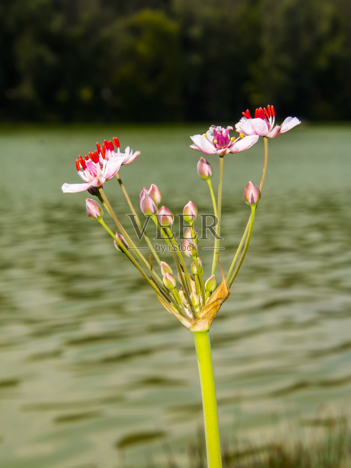 杜诺瓦罗斯的萨尔基岛上的灯心草花照片摄影图片