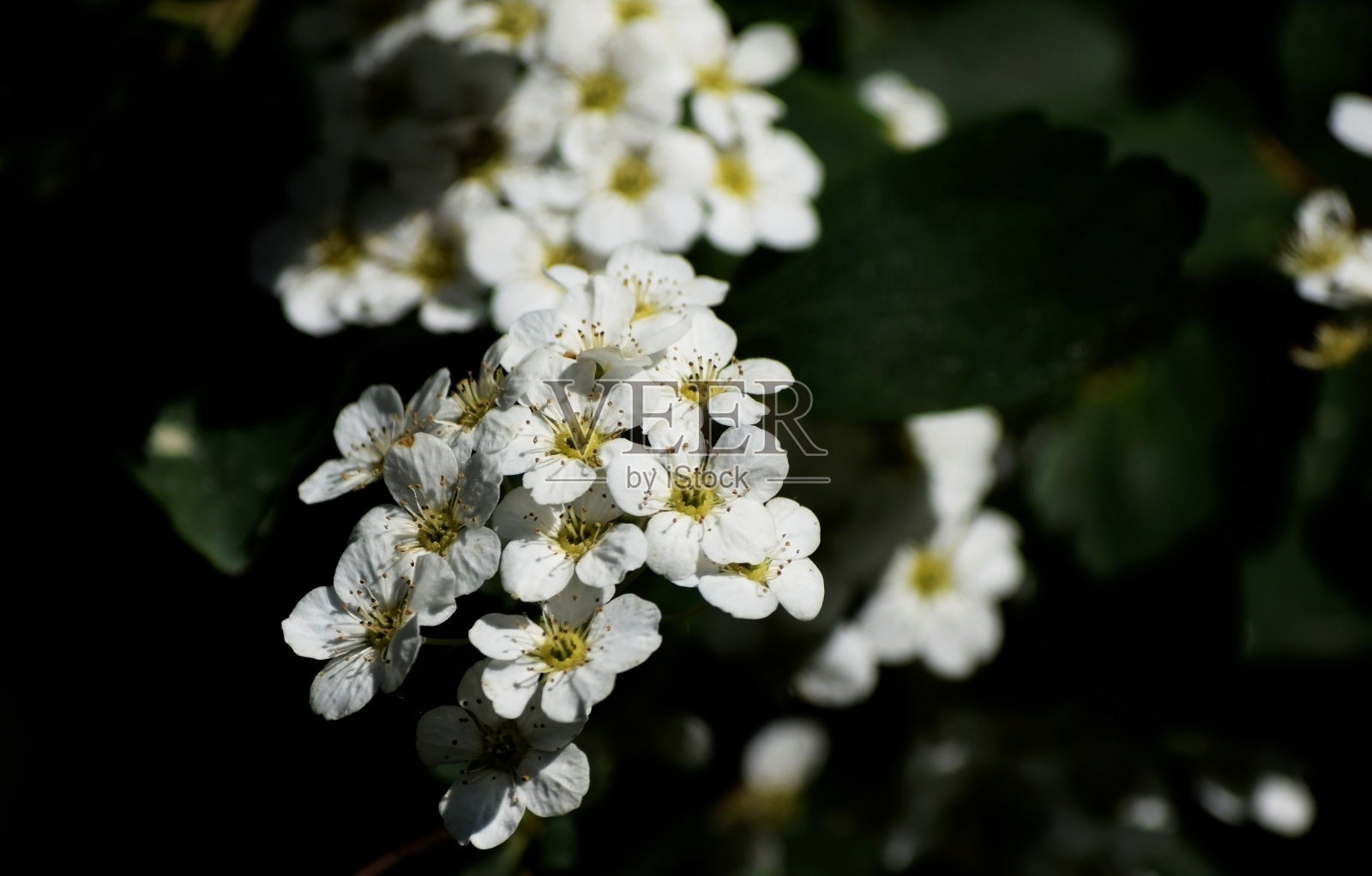 自然照片摄影图片