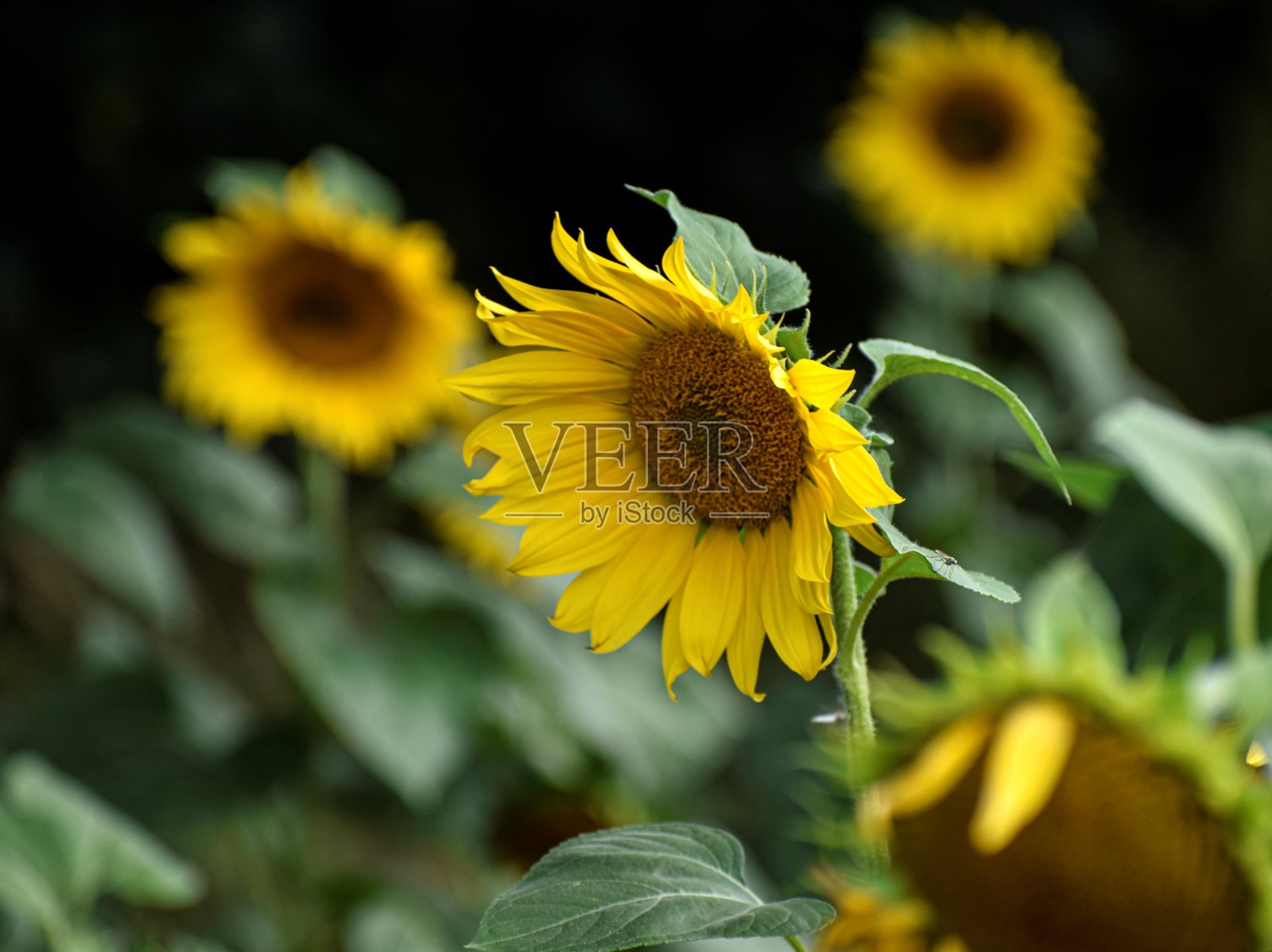 向日葵照片摄影图片