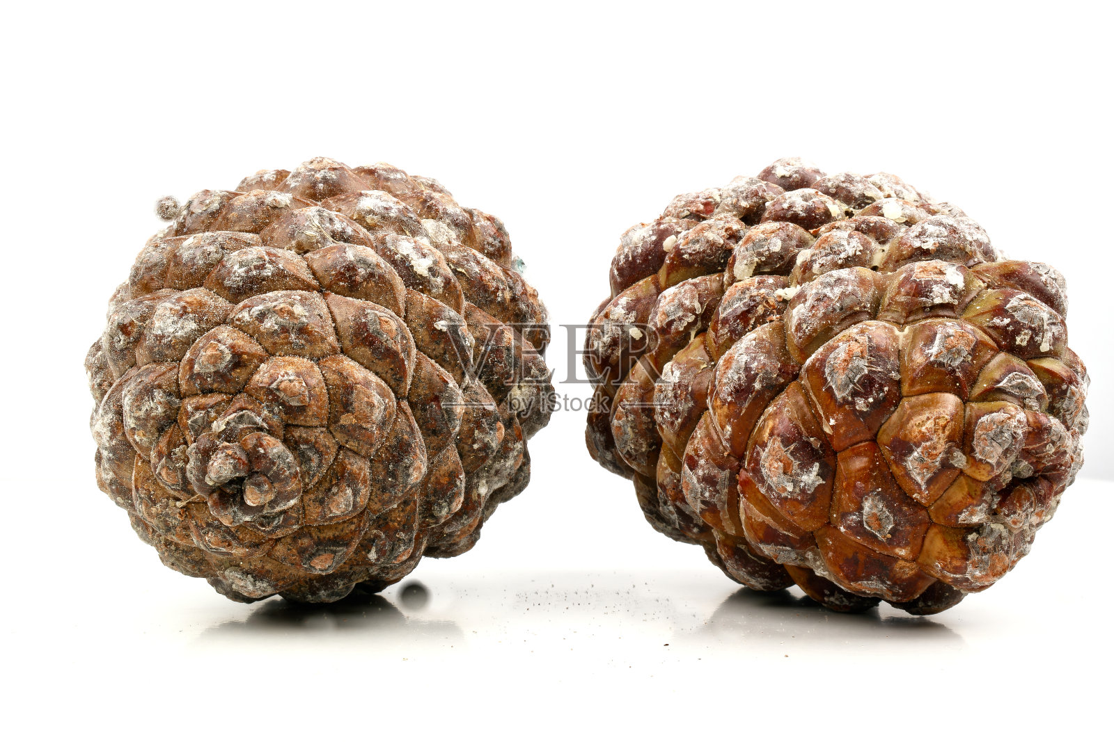 松果上的斐波那契螺旋的生物学例子照片摄影图片