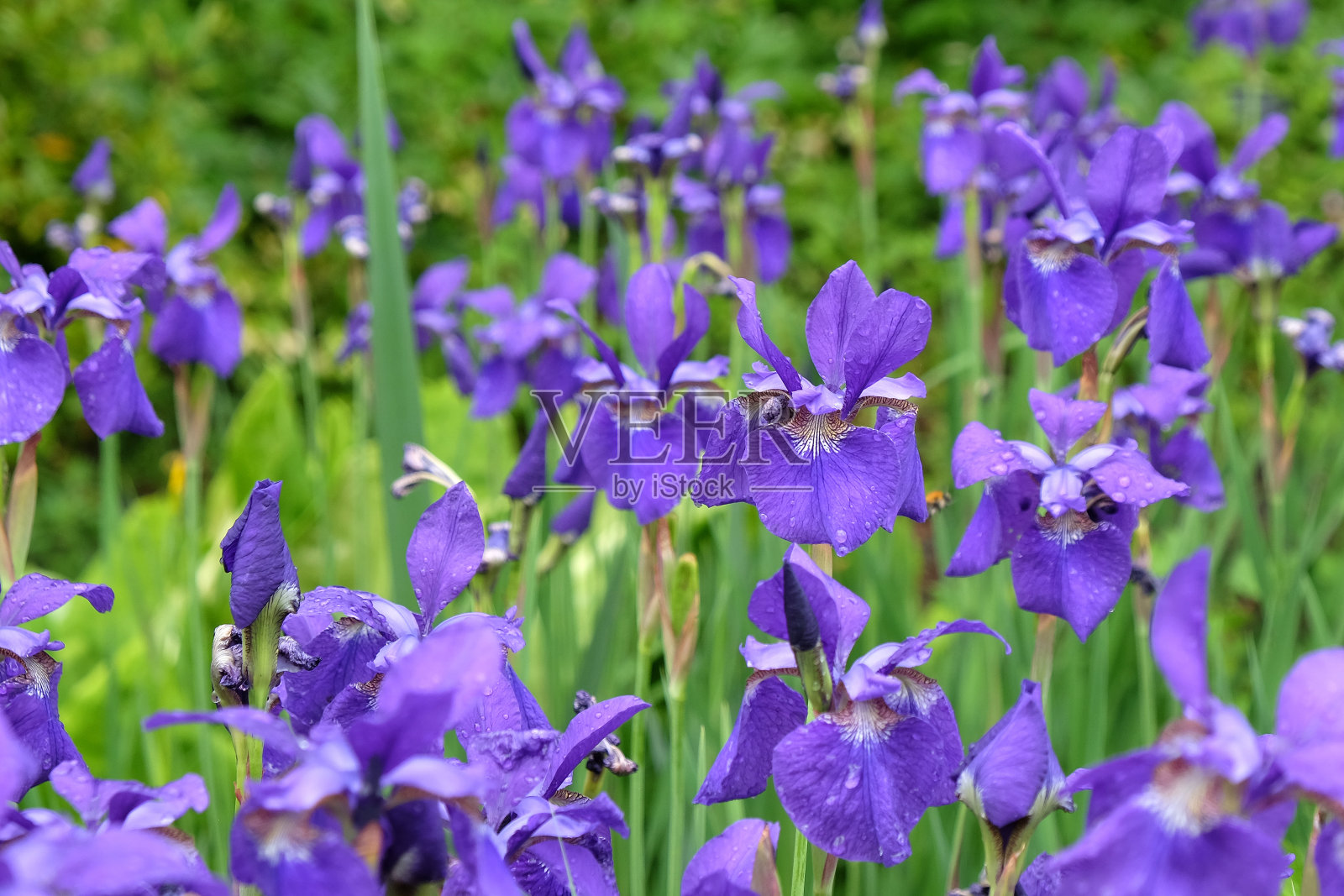 深紫色西伯利亚鸢尾花,或西伯利亚鸢尾花“凯撒的兄弟”。照片摄影图片