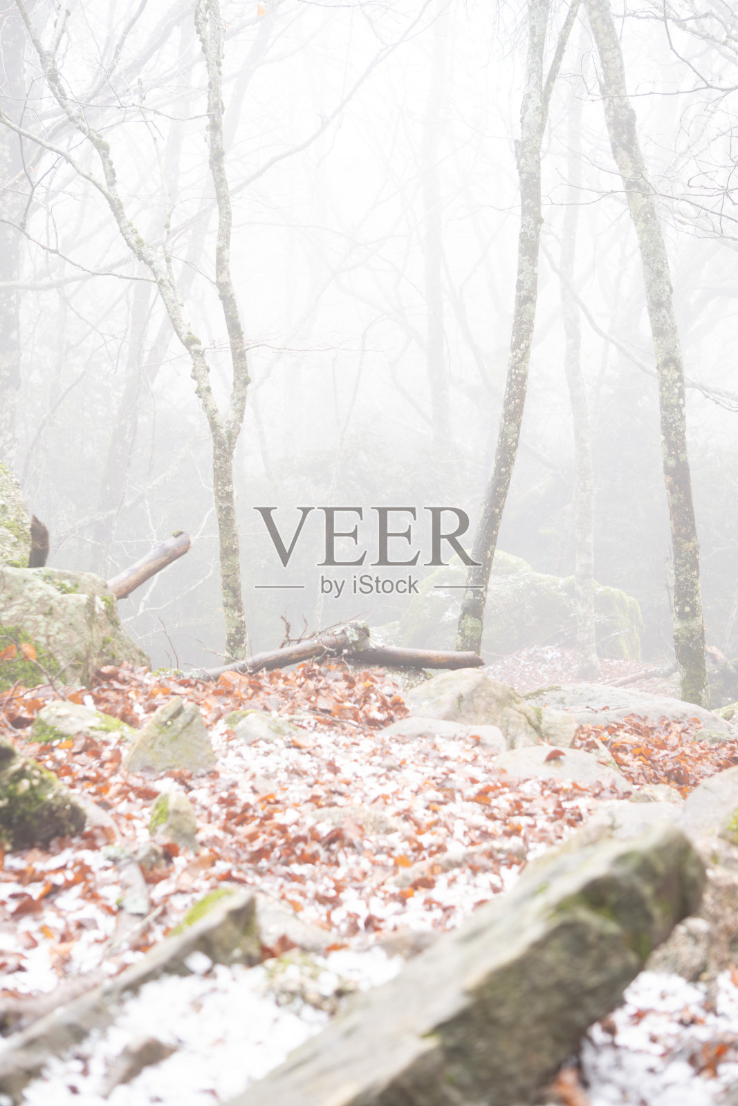 岩石、树木和红叶,冬天从地面上看是雪白的。多云的景观照片摄影图片