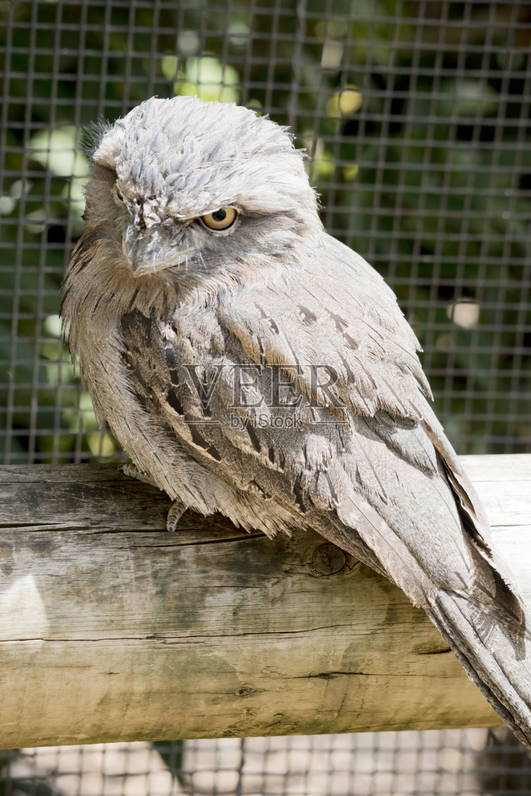 这只茶色的青蛙在篱笆上休息照片摄影图片