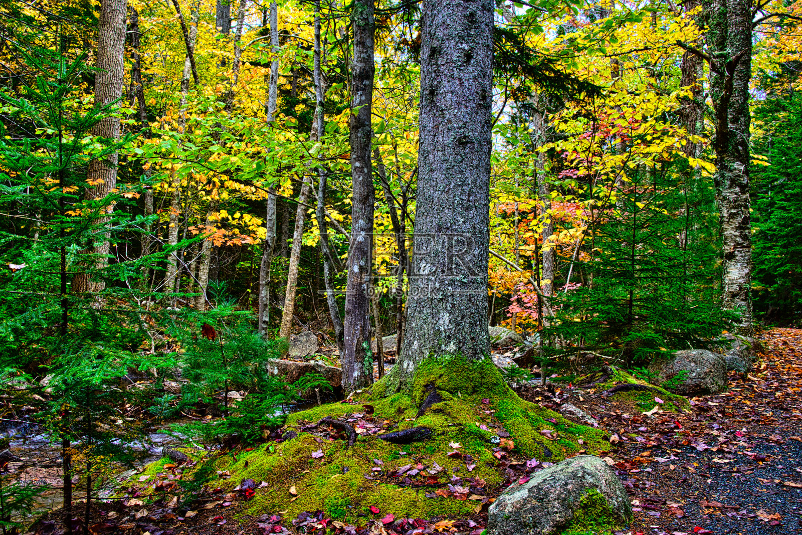 森林保护区照片摄影图片