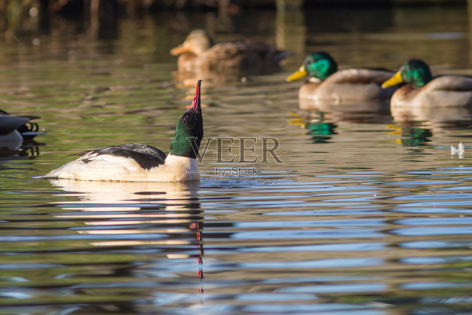普通秋沙鸭(北美)或鹅沙鸭(欧亚)(秋沙鸭)是欧洲,亚洲和北美森林地区河流和湖泊的大型海鸭。照片摄影图片