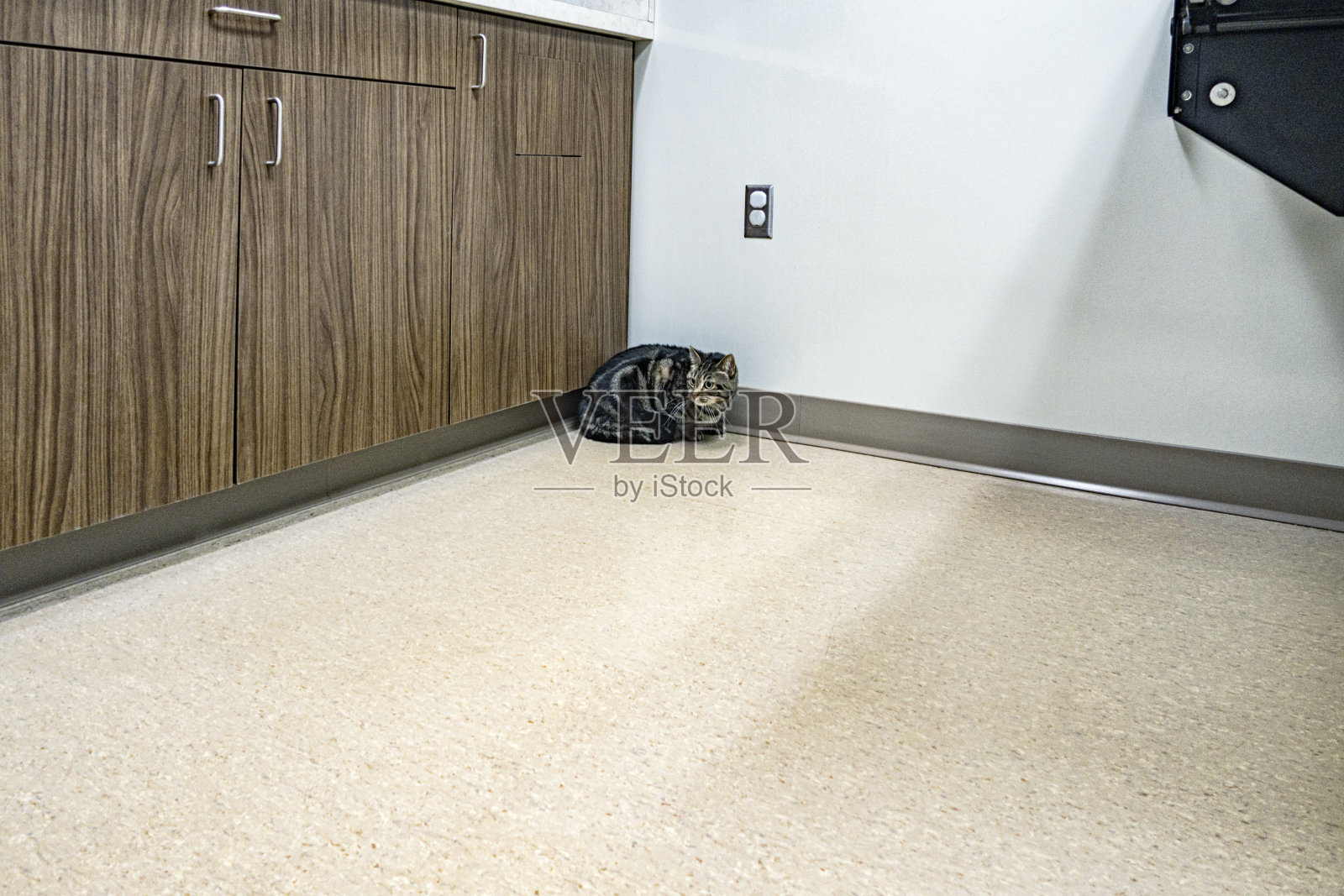 警惕的家虎斑猫焦急地等待兽医照片摄影图片